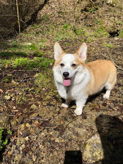 Corgis und ihre persönlichen Hofangestellten-Beitrag-Bild