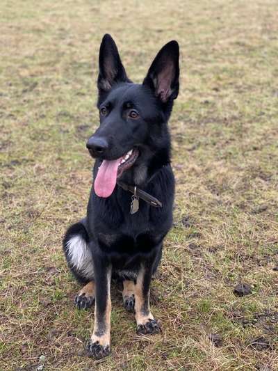 Schäferhund-Beitrag-Bild