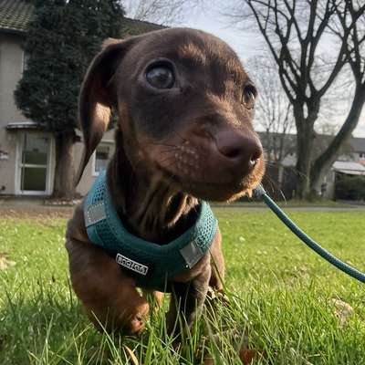 Hundetreffen-Welpen Buddy gesucht 🐶🐾-Bild