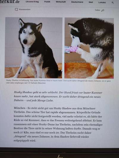 Tierschutzhunde suchen ein Zuhause-Beitrag-Bild