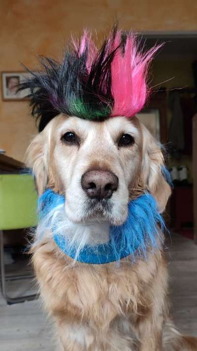 33. Handy Foto Challenge - Verkleidung deines Hundes-Beitrag-Bild