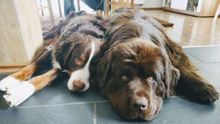 Fotochallenge liebespaare-Beitrag-Bild