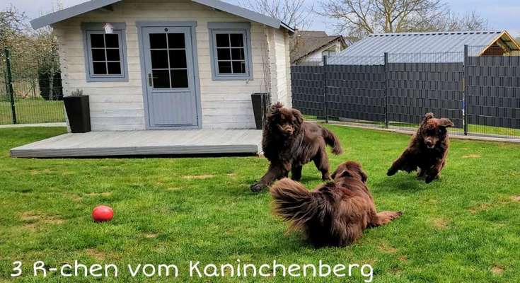 Neufundländer Freunde!-Beitrag-Bild