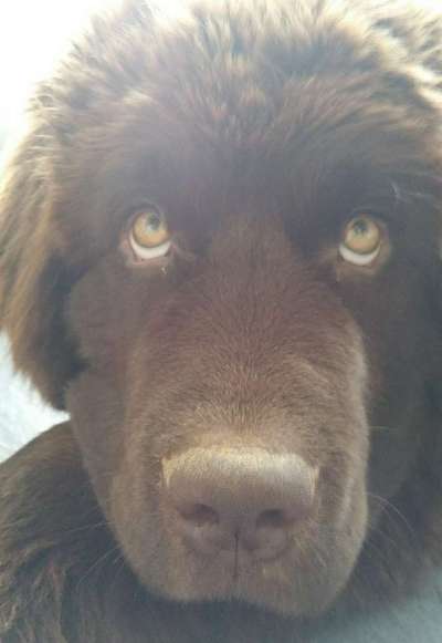 CHALLENGE NR. 19 - Der Hundeblick-Beitrag-Bild