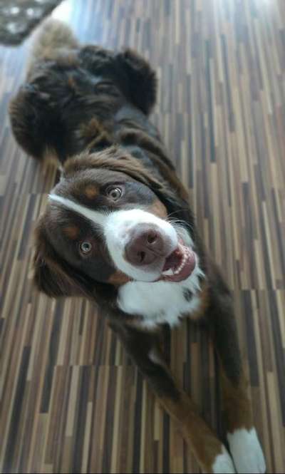 Appenzeller Sennenhunde-Beitrag-Bild