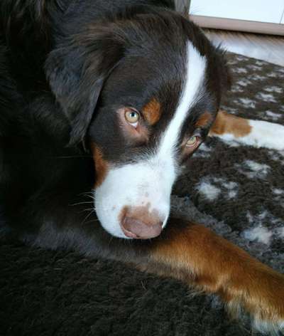 CHALLENGE NR. 19 - Der Hundeblick-Beitrag-Bild