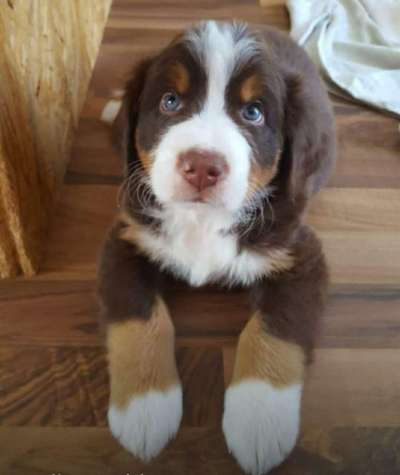 Welpen Bilder !-Beitrag-Bild