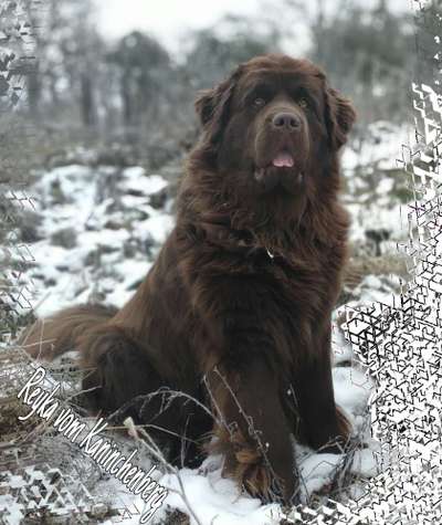 Zeigt mal die schönsten Bilder von euren Hunden !-Beitrag-Bild