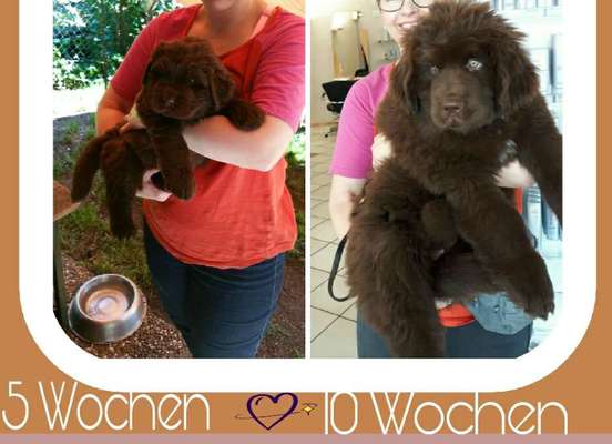 Welpen Bilder !-Beitrag-Bild