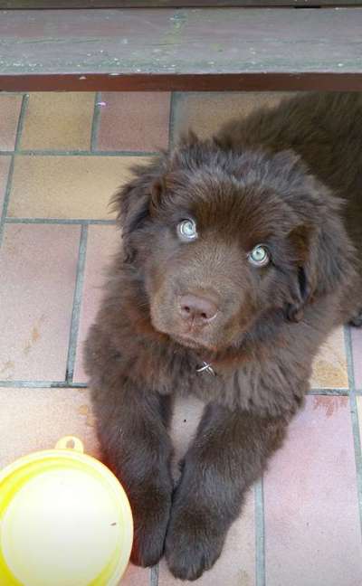 Welpen Bilder !-Beitrag-Bild