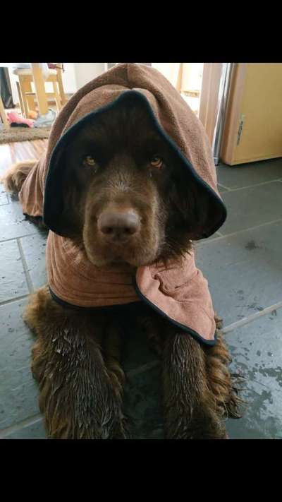 Zeige das lustigste Bild eures Hundis-Beitrag-Bild