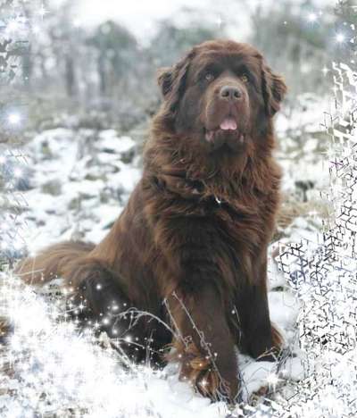 Die Dogorama Kalender Challenge Teil 2/4-Beitrag-Bild