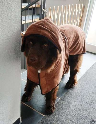 Zeige das lustigste Bild eures Hundis-Beitrag-Bild