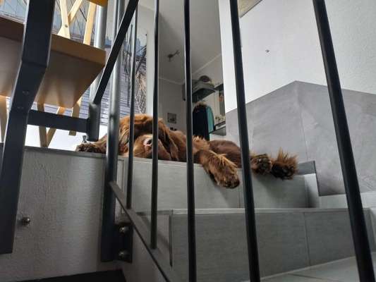 Neufundländer Freunde!-Beitrag-Bild