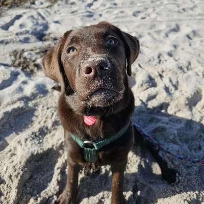 Hundetreffen-Sozialkontakte für junge Labbi-Hündin-Bild