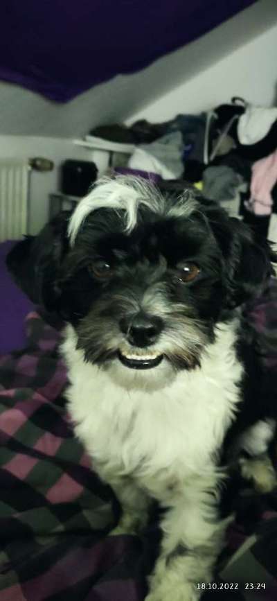 Handy Foto Challange Nr. 46  Happy Dog-Beitrag-Bild