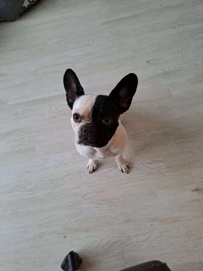 Französische Bulldoggen-Beitrag-Bild