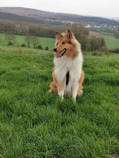 Collies gesucht-Beitrag-Bild