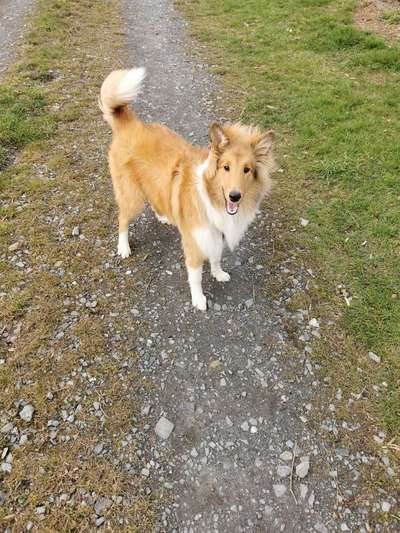 Challenge 23 : "  Euer Hund beim Frühlingserwachen "-Beitrag-Bild