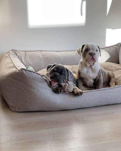 Hundetreffen-zwei Brüder Welpen suchen „Freunde“-Bild