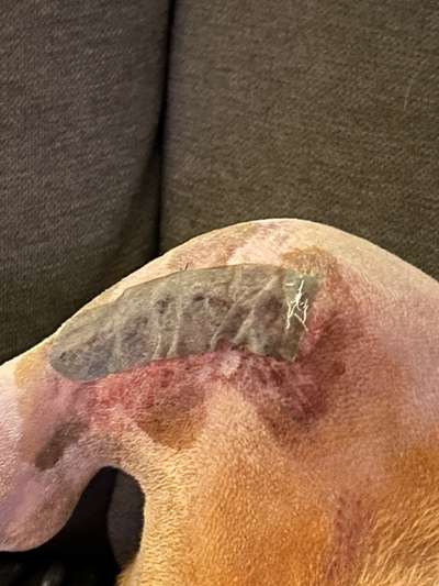 TPLO zweite Seite-Beitrag-Bild