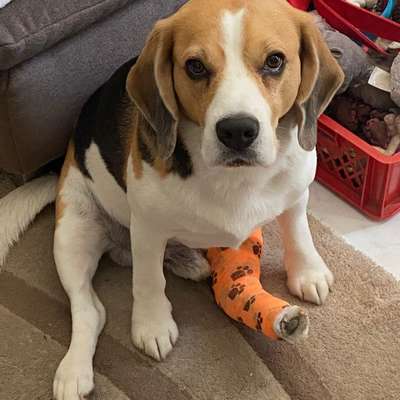 Kreuzband OP-Beitrag-Bild