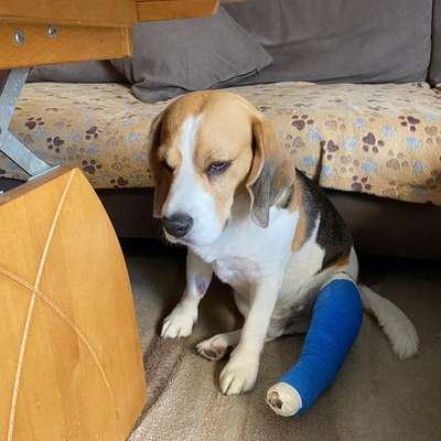 Kreuzband OP-Beitrag-Bild