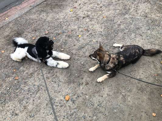 Bester Freund, Hundekumpel - zeigt her!-Beitrag-Bild