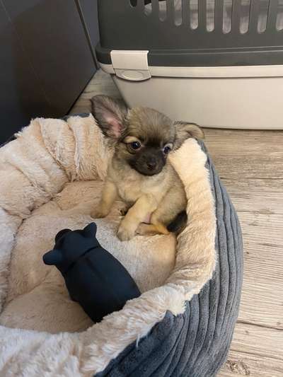 Welpenfotos-Beitrag-Bild