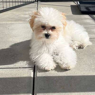 Hundetreffen-Kleine Hunde für Spaziergänge und Spielen gesucht-Bild