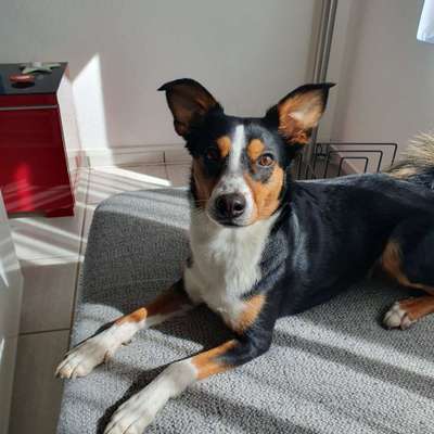 Appenzeller Sennenhunde-Beitrag-Bild