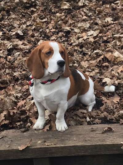 Hundetreffen-Hundetreffen in Reinickendorf berlin-Bild