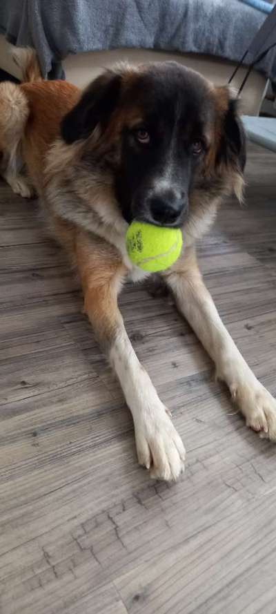 Als Welpen sind sie alle noch süßer-Beitrag-Bild