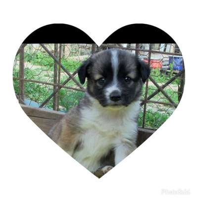 Als Welpen sind sie alle noch süßer-Beitrag-Bild