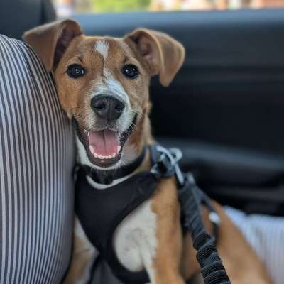Hundetreffen-Spielgefährte gesucht-Bild