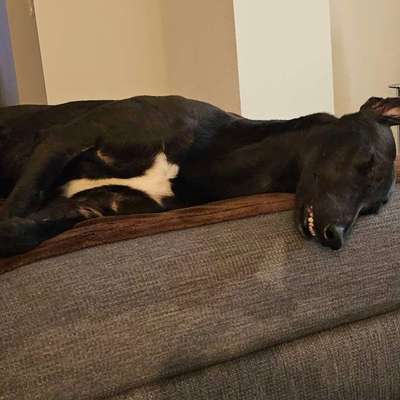 Sie möchte einfach nicht auf die neue Couch.-Beitrag-Bild