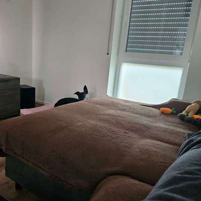Sie möchte einfach nicht auf die neue Couch.-Beitrag-Bild