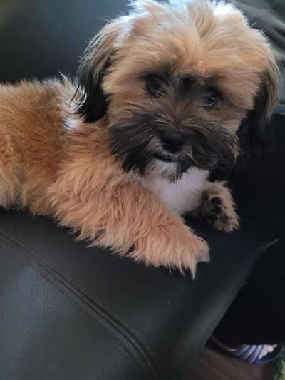 Die besten Hundeblicke 🐾❤️-Beitrag-Bild