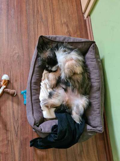 Zeigt mir die lustigsten Schlafpositionen eurer Fellnasen-Beitrag-Bild