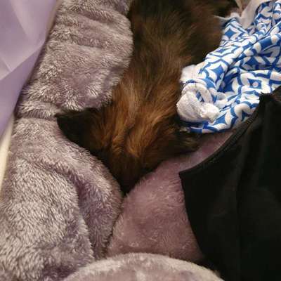 Zeigt mir die lustigsten Schlafpositionen eurer Fellnasen-Beitrag-Bild