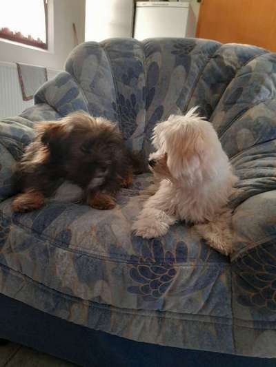 Bester Freund, Hundekumpel - zeigt her!-Beitrag-Bild