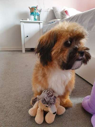 Die Dogorama-Wochen-Challenge "Die schönste Grimasse"-Beitrag-Bild