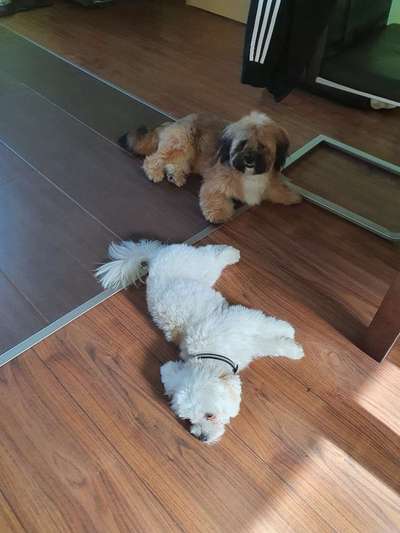 Bester Freund, Hundekumpel - zeigt her!-Beitrag-Bild