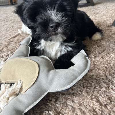Hundetreffen-Welpentreff / Junghundetreff-Bild