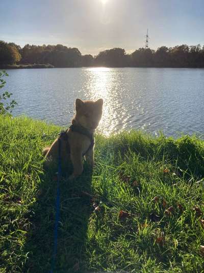 Dogorama Photo Challenge - Gassipause-Beitrag-Bild