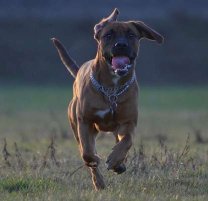 Beagle mischlinge!!-Beitrag-Bild