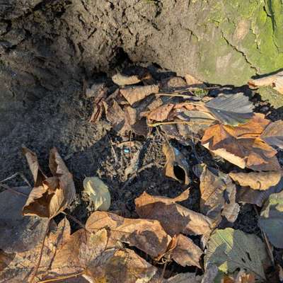 Giftköder-Rattengift hinter Baum an der Mühlpleiße-Bild