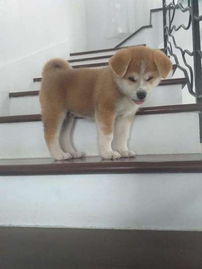 Welpen Bilder !-Beitrag-Bild