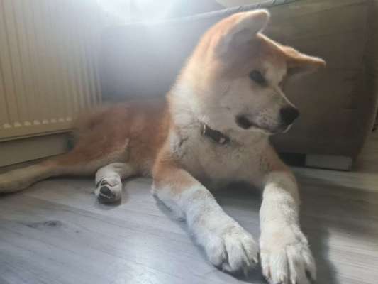 Akita Inu/American Akita (Mix) halter.-Beitrag-Bild