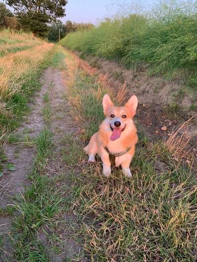 Die Dogorama Wochen Challenge-Beitrag-Bild